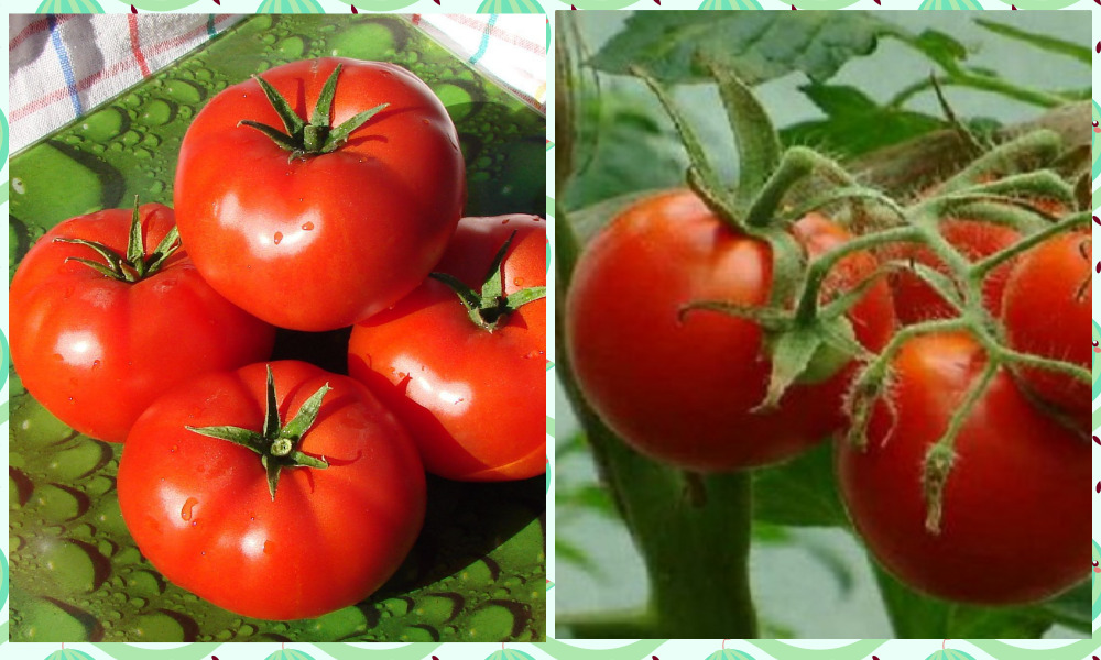 томат помідор аляска