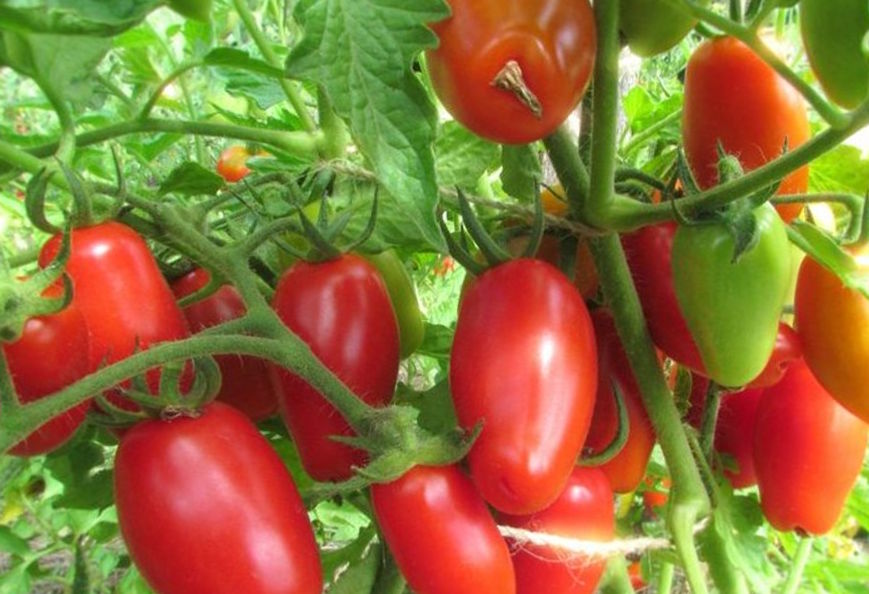 Червоне ікло помідор томат