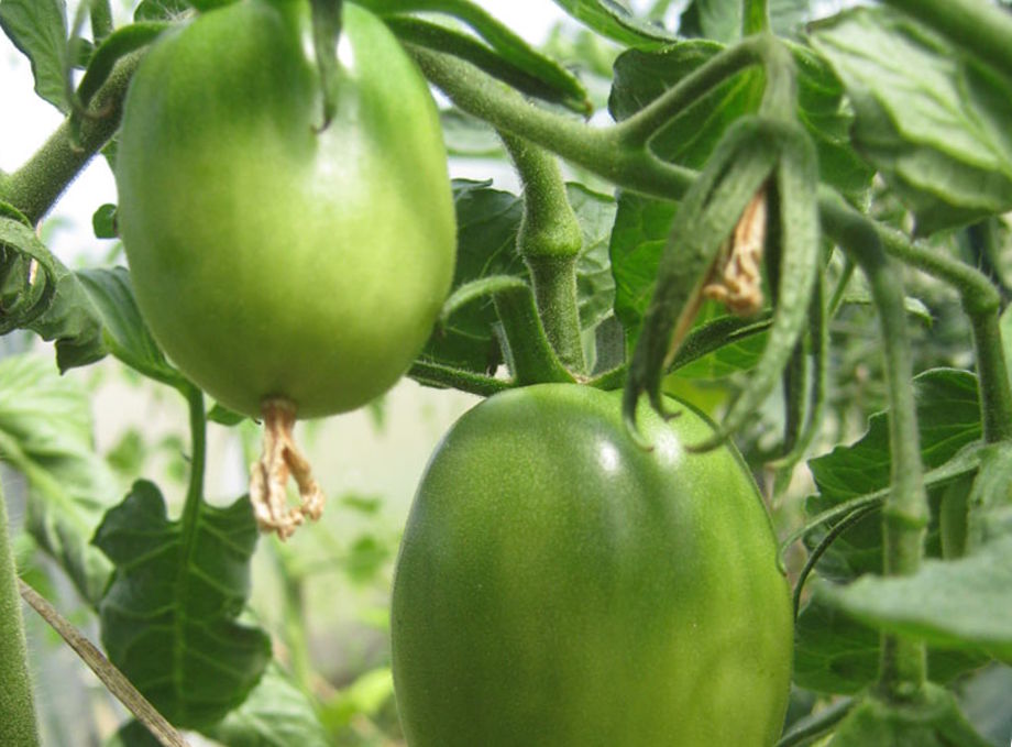 Раджа помідори томати