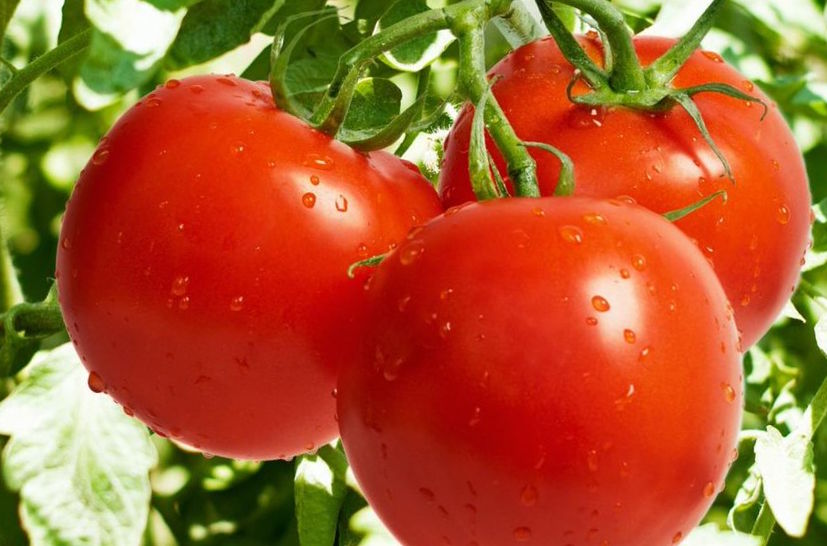 Загадка томати поммідори