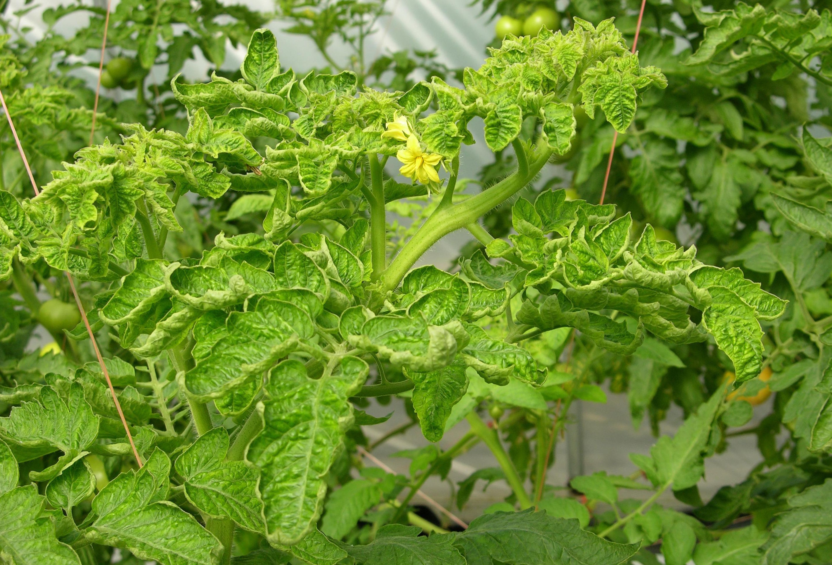 Як врятувати томатні рослини від проблеми з закрученням листя