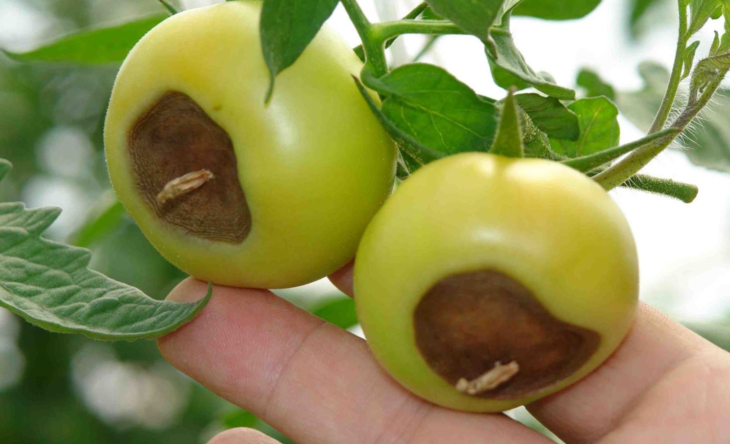 Причини нестачі кальцію в помідорах