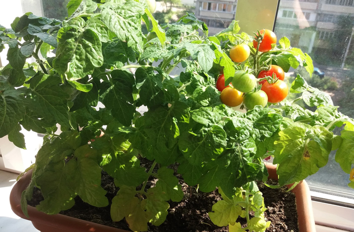 Коли садити помідори на балконі?