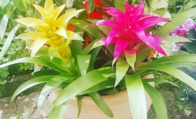 вологість повітря при догляді за бромелією