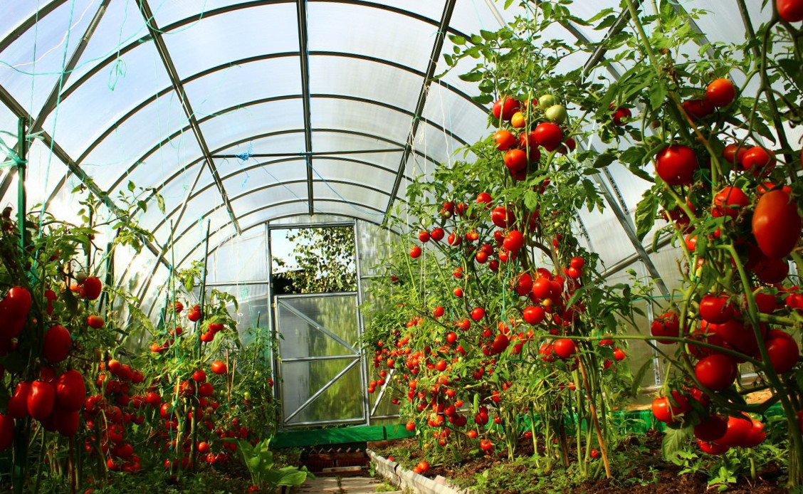 Як поливати помідори в теплиці: правила та рекомендації