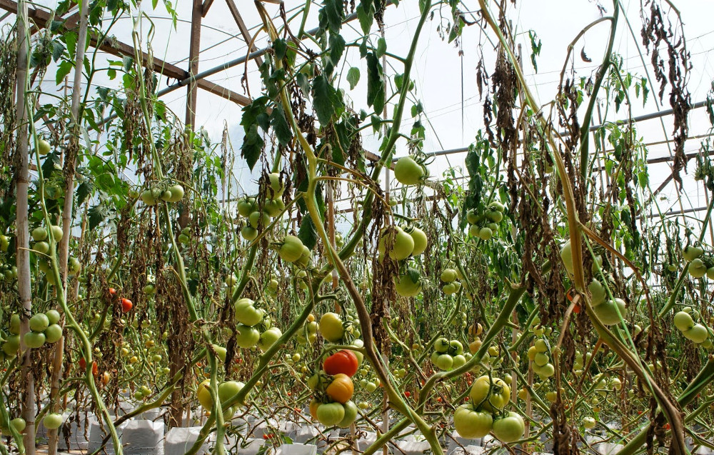 Яке листя обривати у помідорів у теплиці покажіть уважно