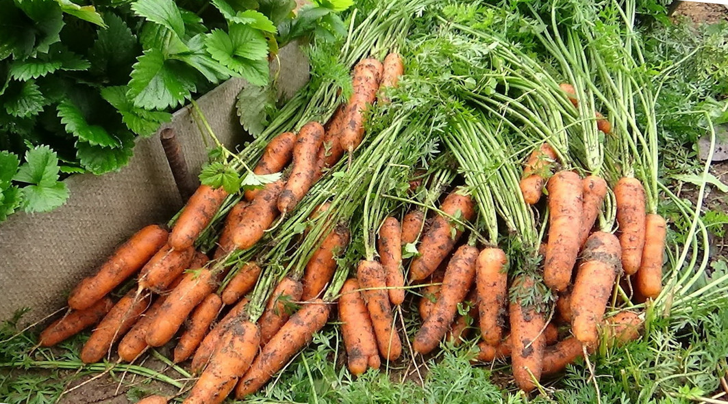 Поради щодо збору ранньої моркви