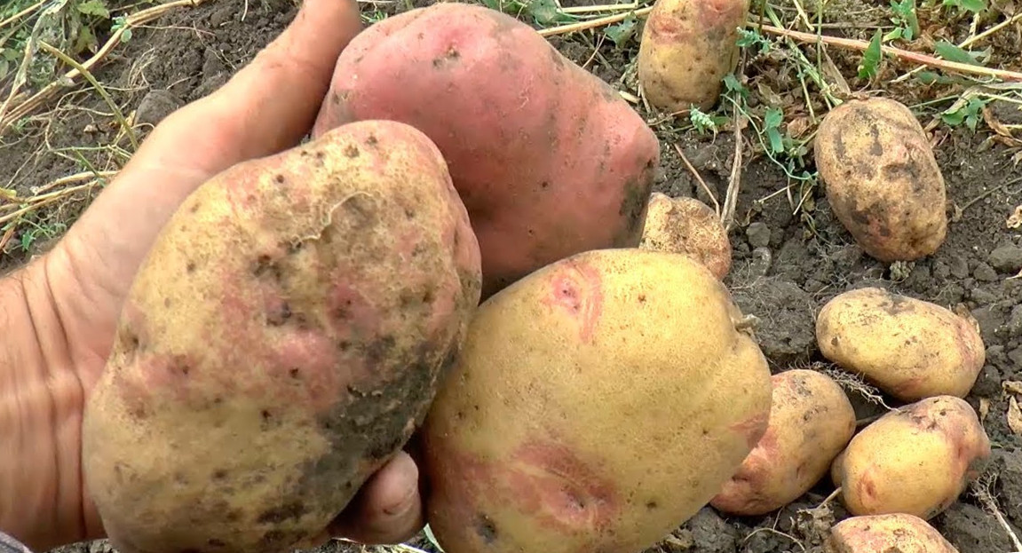 Хвороби картоплі: причини, симптоми та методи боротьби