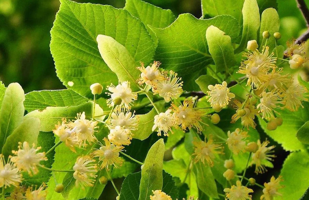 Липовий цвіт, липа